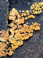Calycina citrina