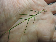 Digitaria bicornis