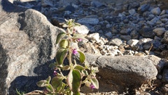Pseudorontium cyathiferum
