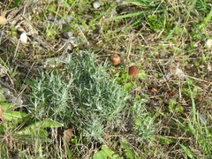 Helichrysum stoechas