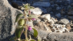 Pseudorontium cyathiferum