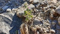 Pseudorontium cyathiferum
