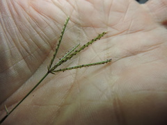 Digitaria bicornis