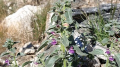 Pseudorontium cyathiferum