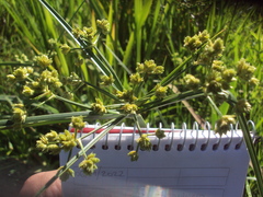 Cyperus virens