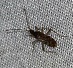 Ozophora picturata