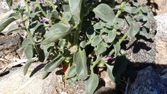 Pseudorontium cyathiferum