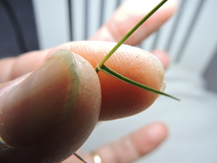 Digitaria bicornis