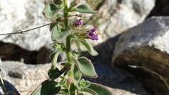 Pseudorontium cyathiferum