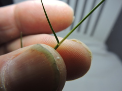 Digitaria bicornis