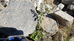 Pseudorontium cyathiferum