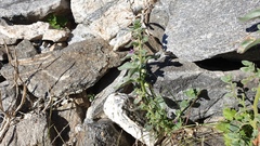 Pseudorontium cyathiferum