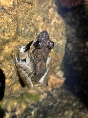 Limnonectes blythii