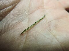 Digitaria bicornis