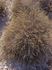 Artemisia barrelieri