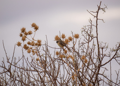 Prinia flavicans