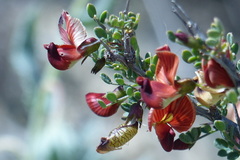 Colutea porphyrogramma