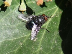 Calliphora vomitoria