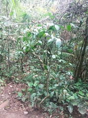 Psychotria laciniata