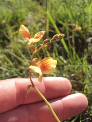 Macroptilium prostratum