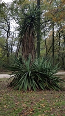 Furcraea parmentieri