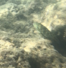 Thalassoma trilobatum