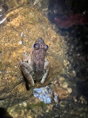 Limnonectes blythii
