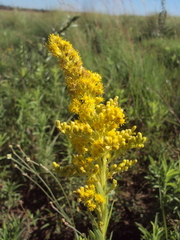 Solidago chilensis