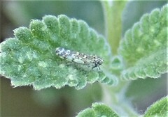 Eupteryx decemnotata