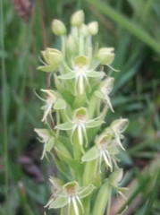 Habenaria repens