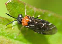 Eutomostethus ephippium