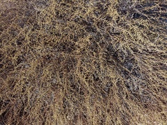 Artemisia barrelieri