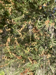 Hemicordulia intermedia