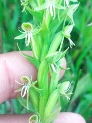 Habenaria repens