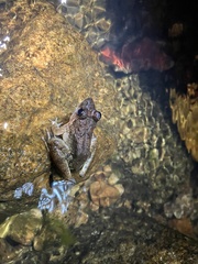 Limnonectes blythii