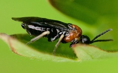 Eutomostethus ephippium