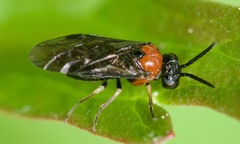 Eutomostethus ephippium