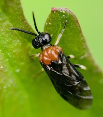 Eutomostethus ephippium