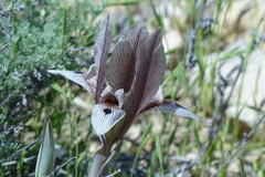 Iris acutiloba
