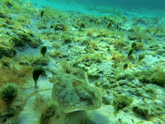 Urobatis jamaicensis