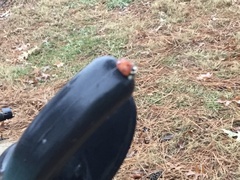 Coccinella