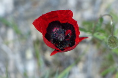 Papaver pavoninum