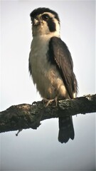 Microhierax melanoleucos