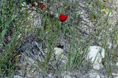 Papaver pavoninum