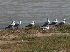 Chroicocephalus novaehollandiae novaehollandiae