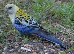 Platycercus adscitus