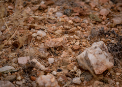 Trachypetrella anderssonii