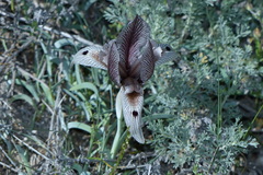 Iris acutiloba