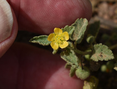 Sida fibulifera
