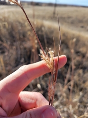 Andropogon hallii